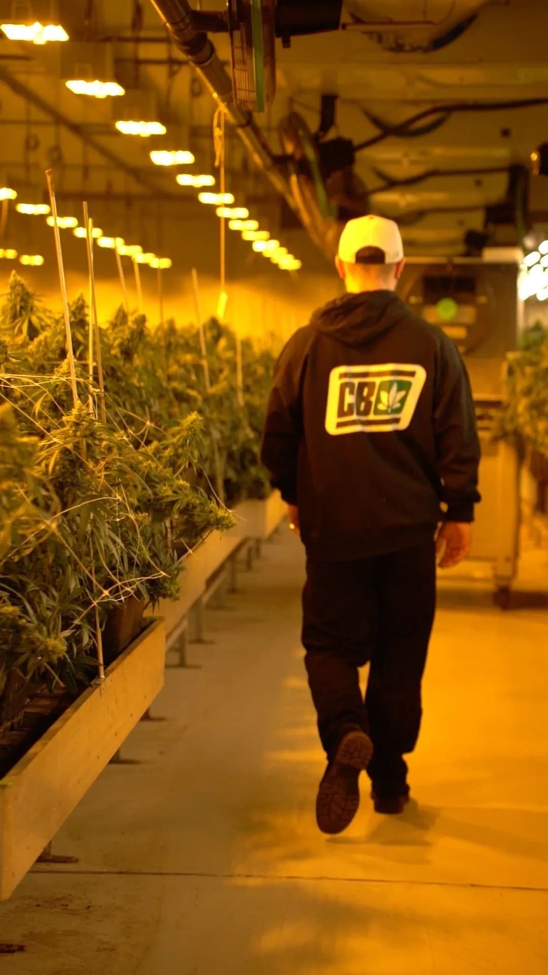 Cannabuben cultivation facility