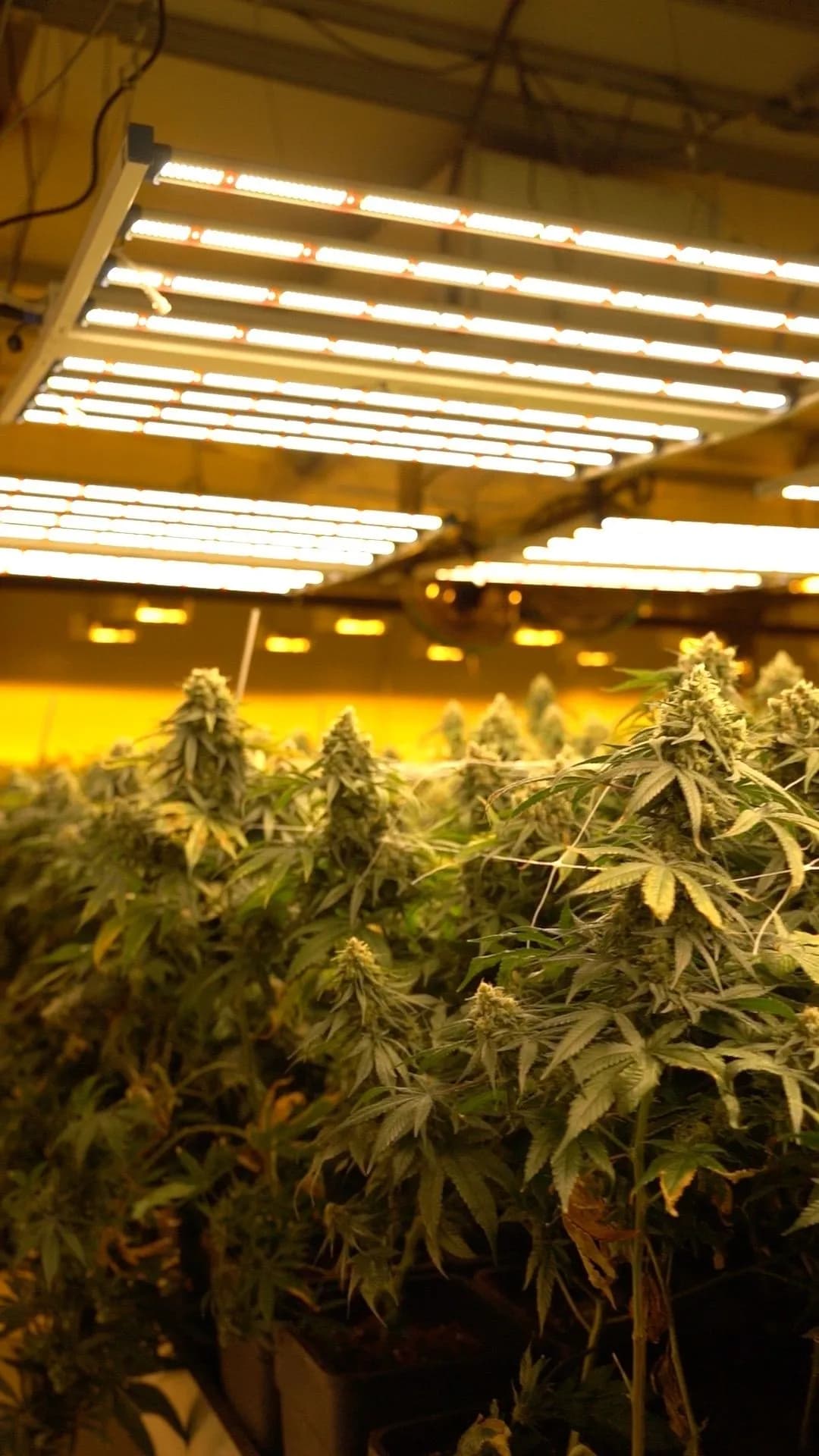 CBD plants under LED light